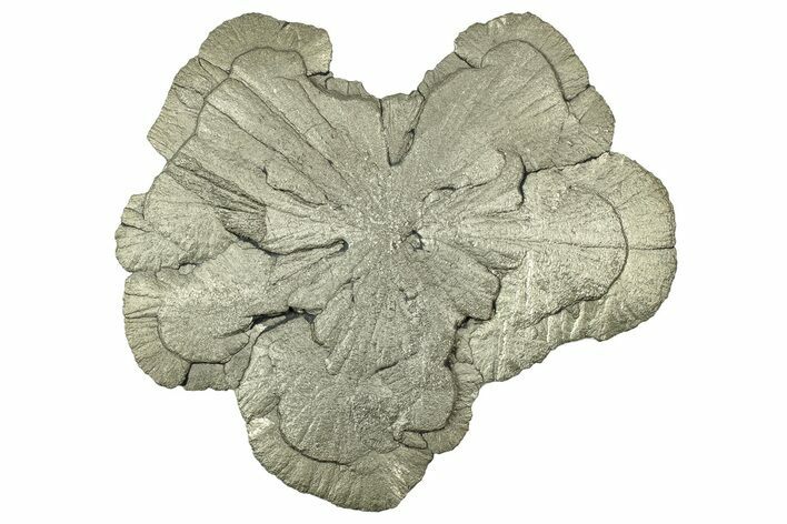 Pyrite Sun - Sparta, Illinois #316010